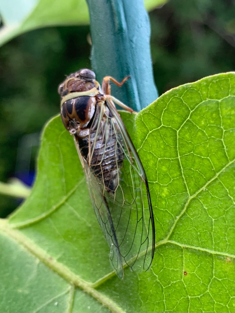 cicada