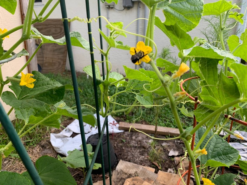 suyo long cucumber plants