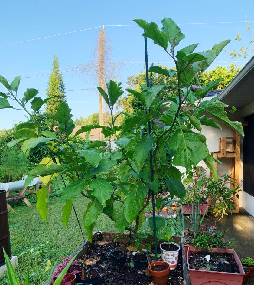 eggplant plant