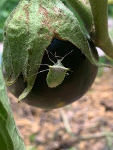 green beetle on eggplant