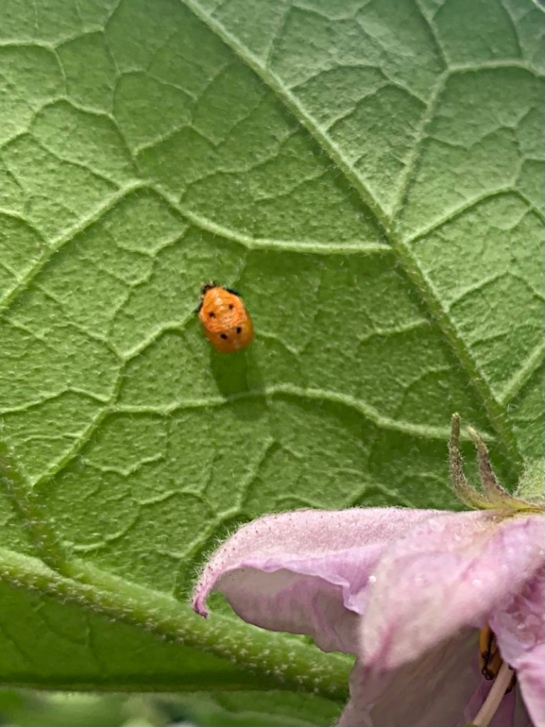 ladybug turning from larvae