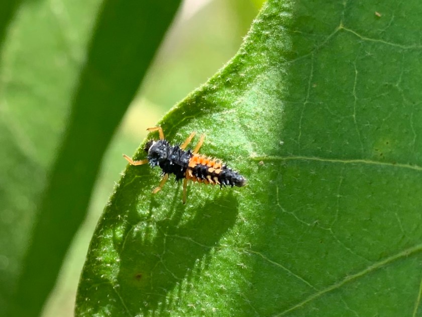 macro ladybug larvae
