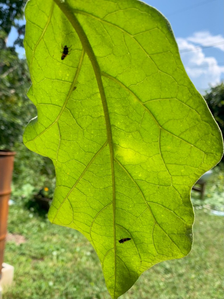 ladybug larvae on eggplant leaf