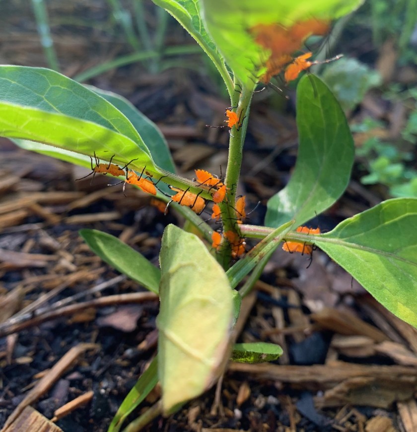 tiny orange bugs