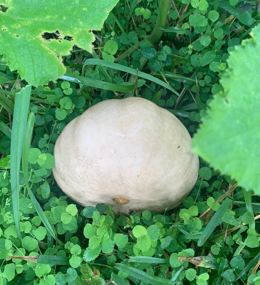 Seminole pumpkin on the vine