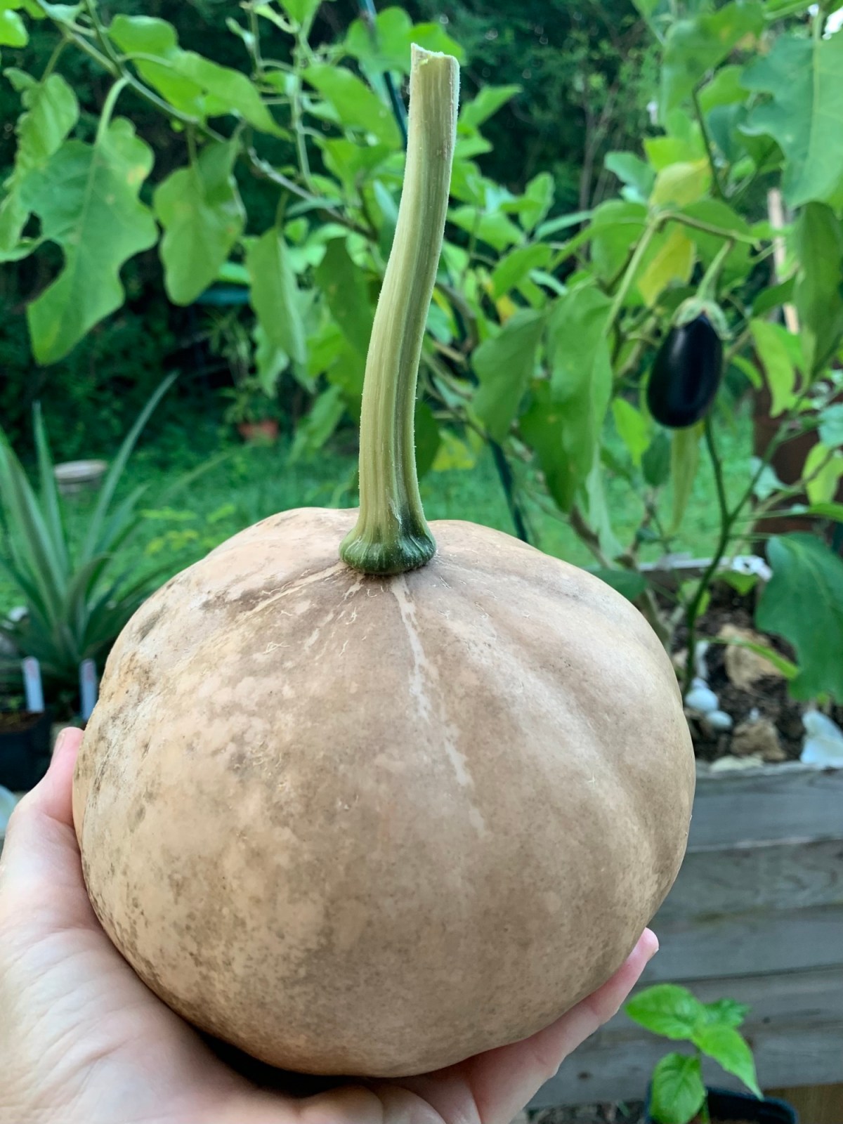 Growing the Seminole Pumpkin First&nbsp;Year