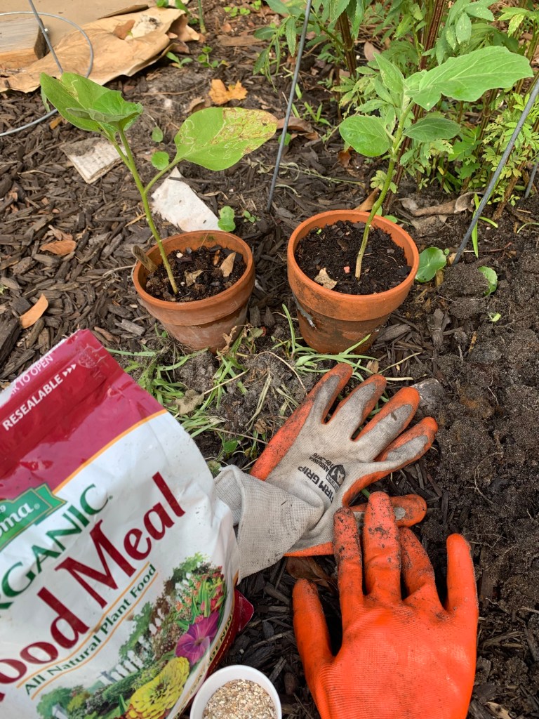 Rosita eggplants being planted