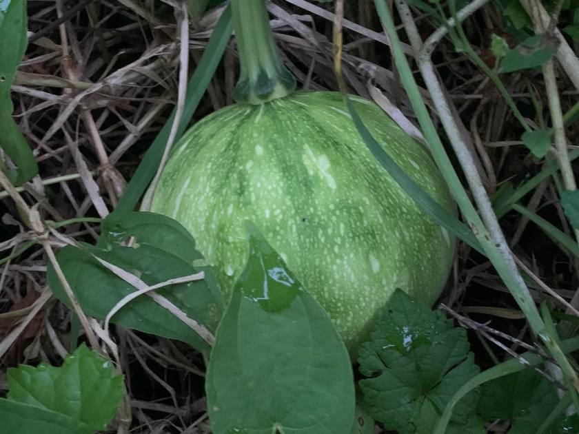 Seminole pumpkin growing in the vine
