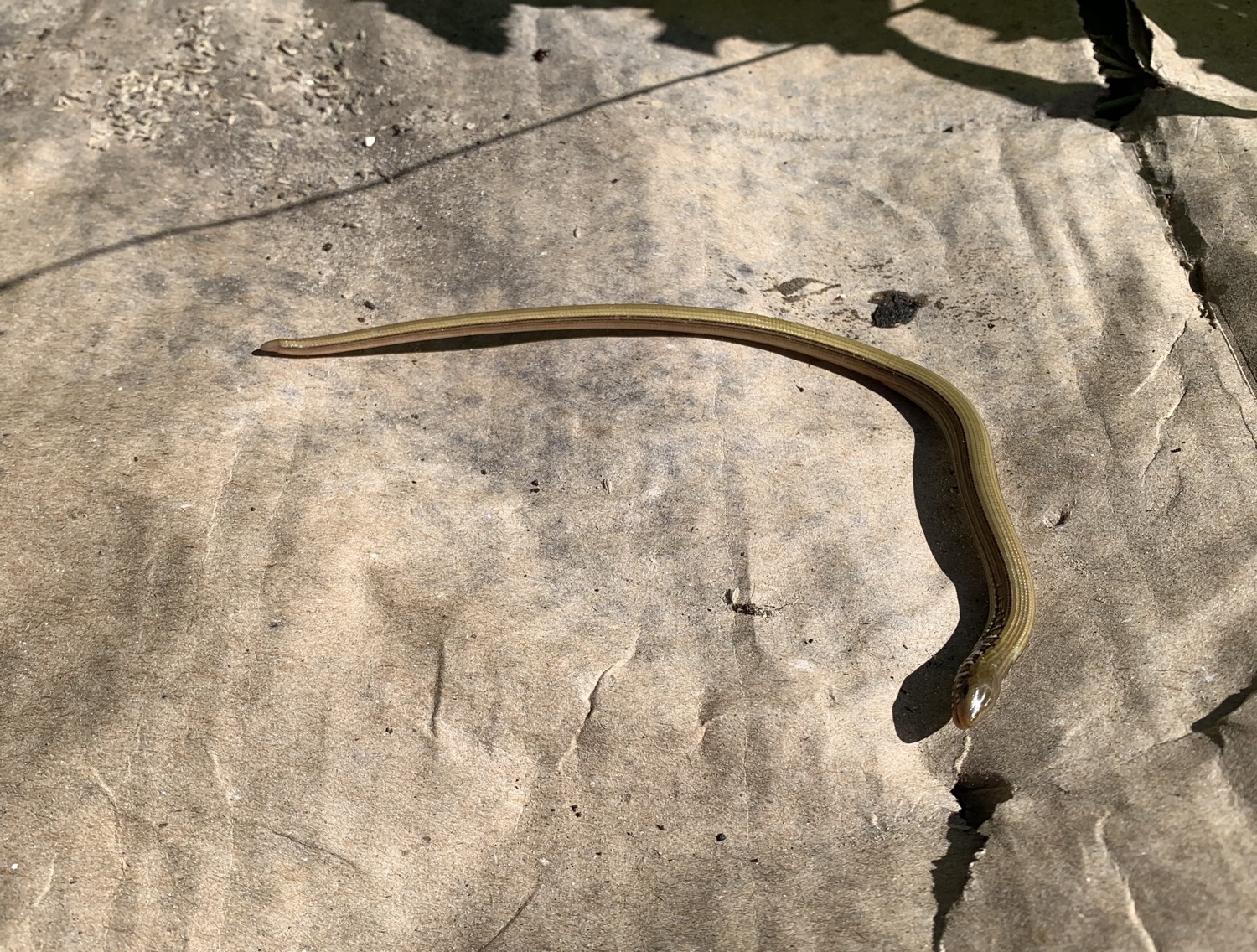 Small dead snake