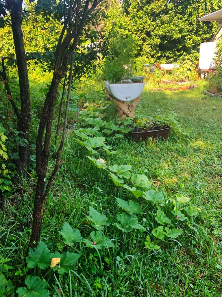 Seminole pumpkin vine