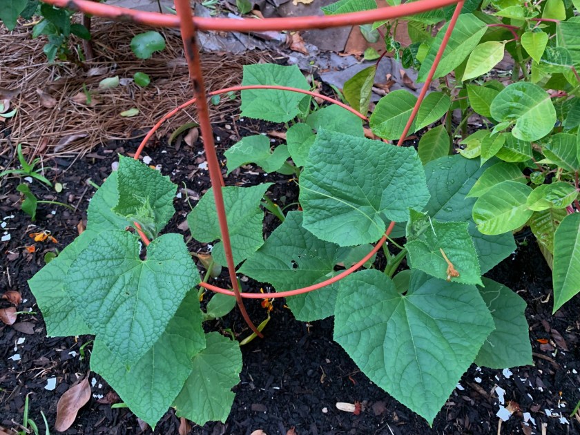 Suyo Long cucumber plants