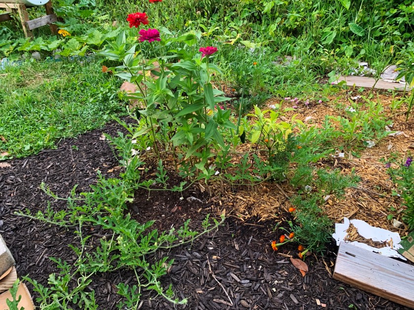 Watermelon vines