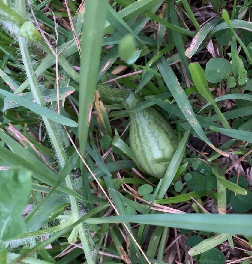 Tiny watermelon on the vine