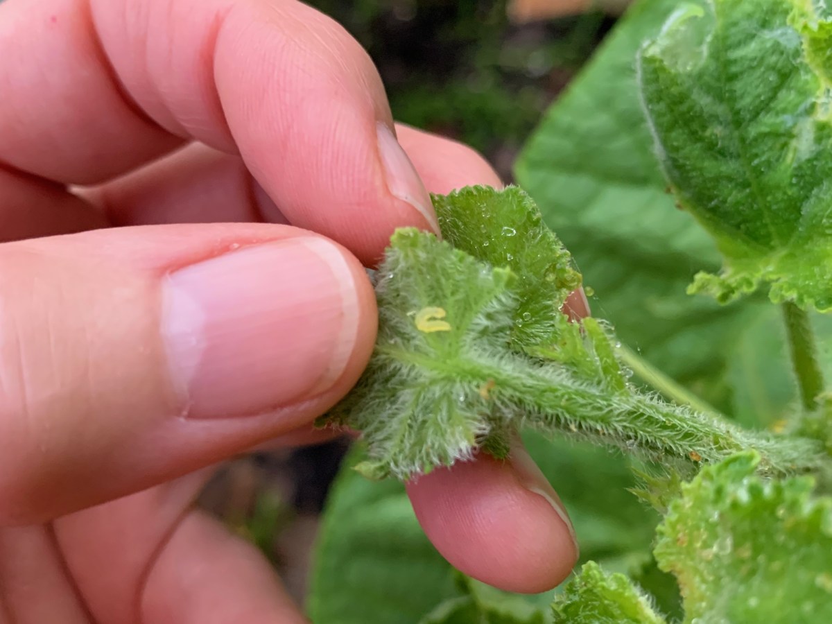 Dealing With Worms on the&nbsp;Cucumbers