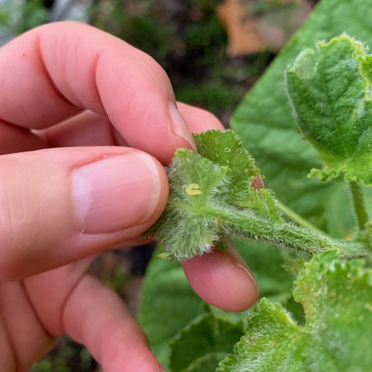 green worms on cucumber plant