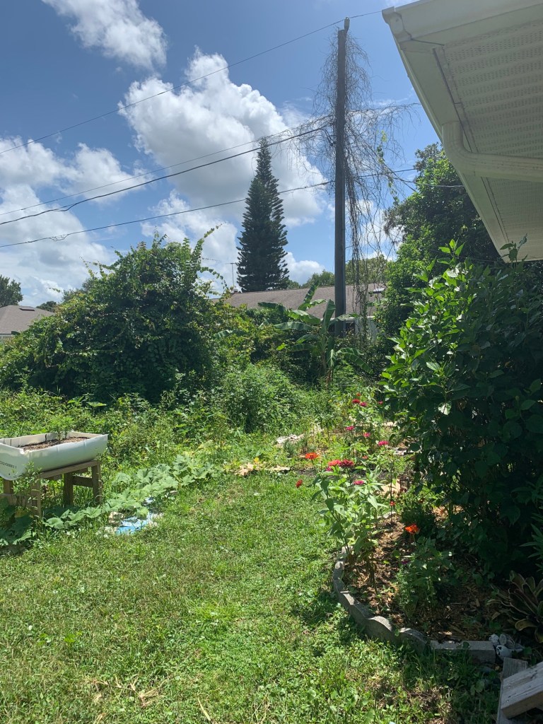 yard back corner with lawn