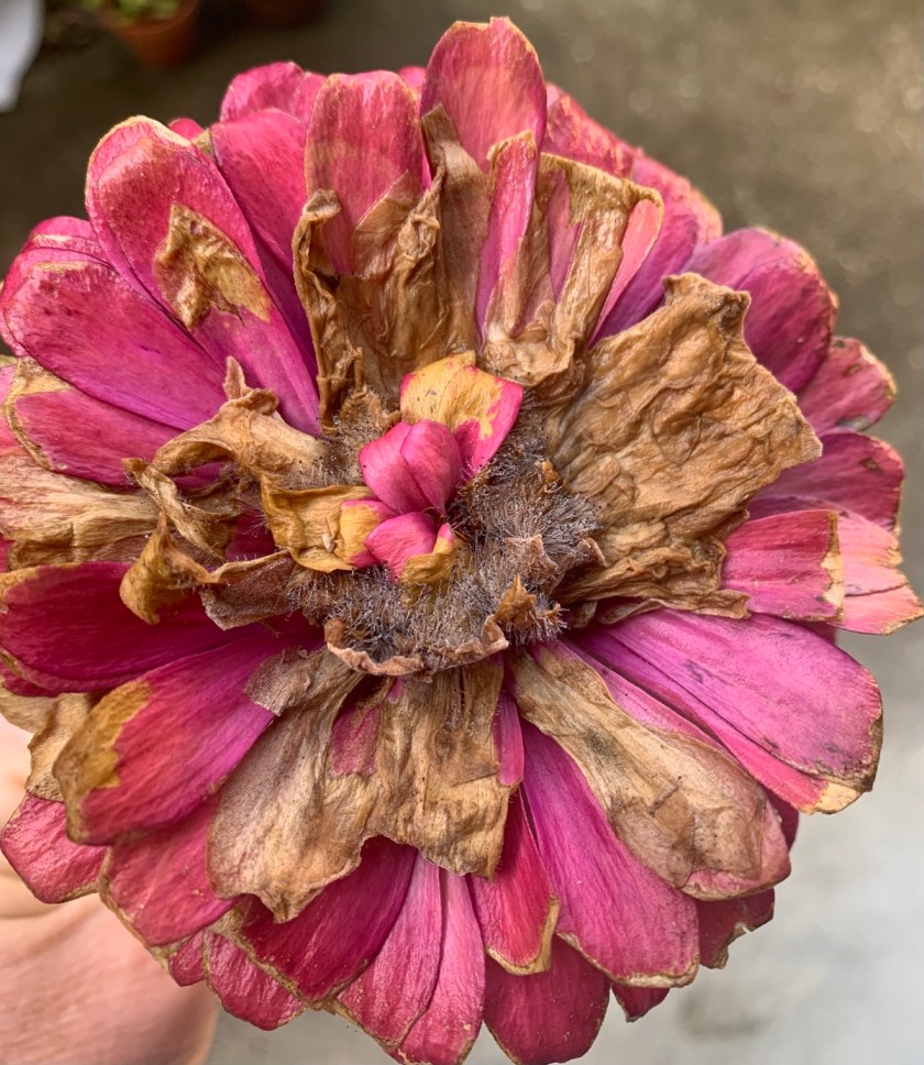 pink zinnia drying for seeds