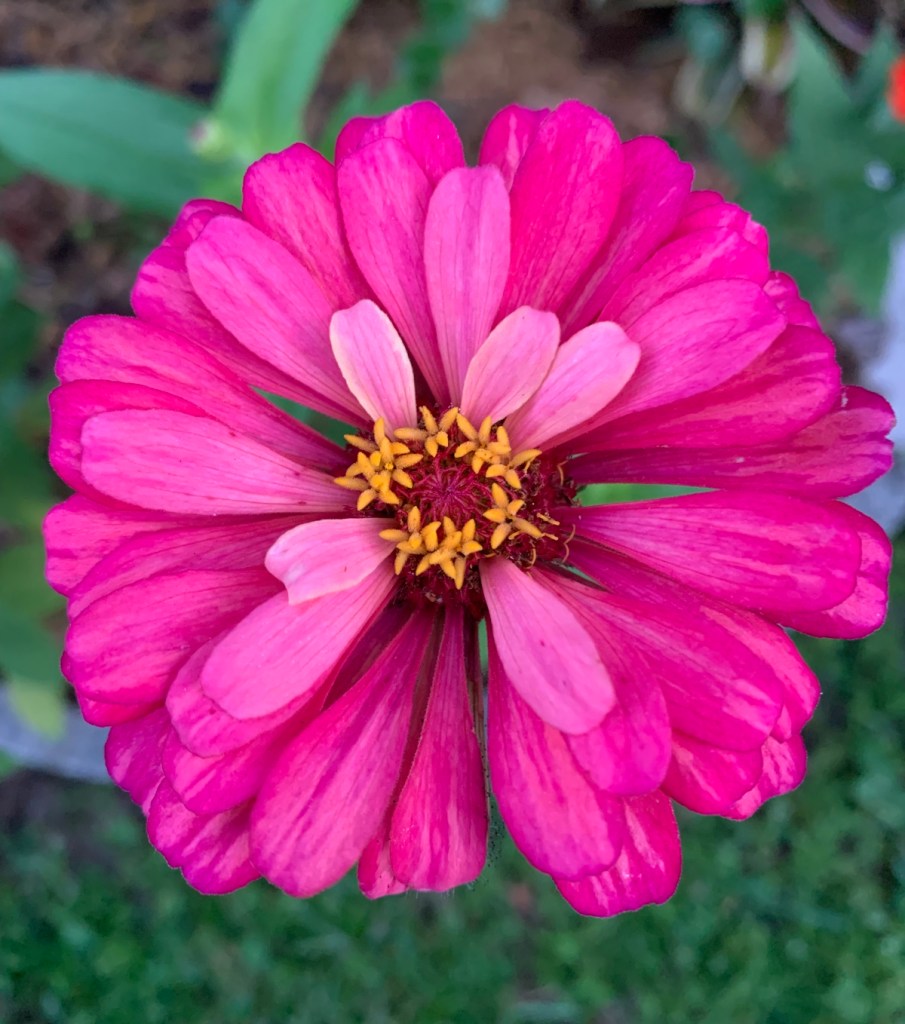 pink zinnia flower