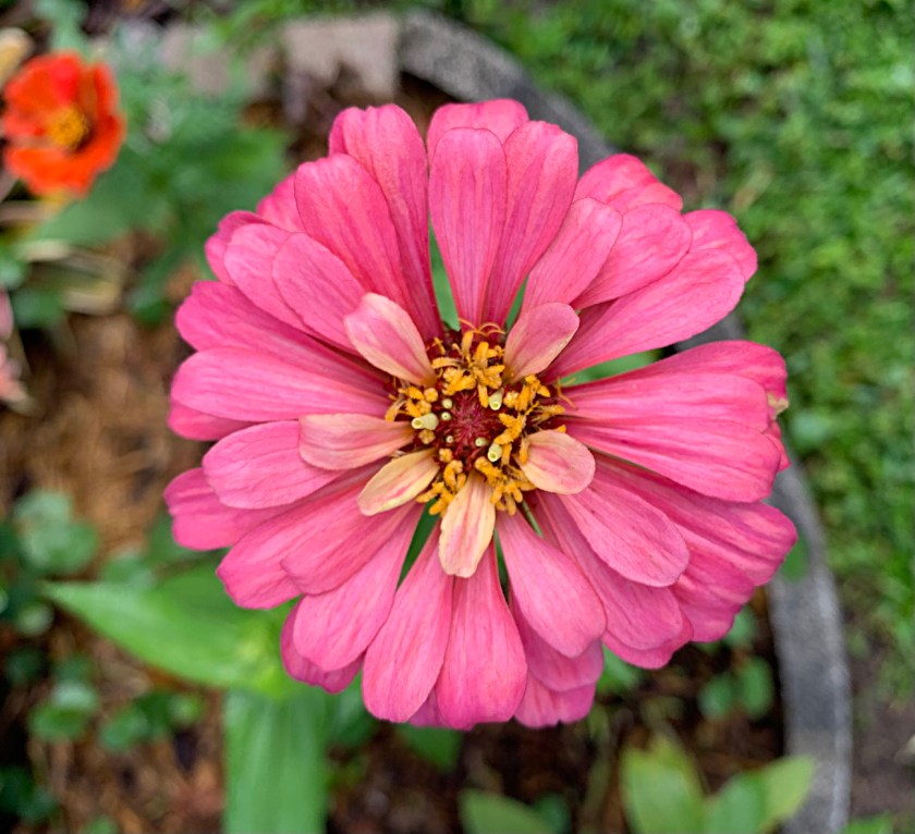 light pink zinnia flower