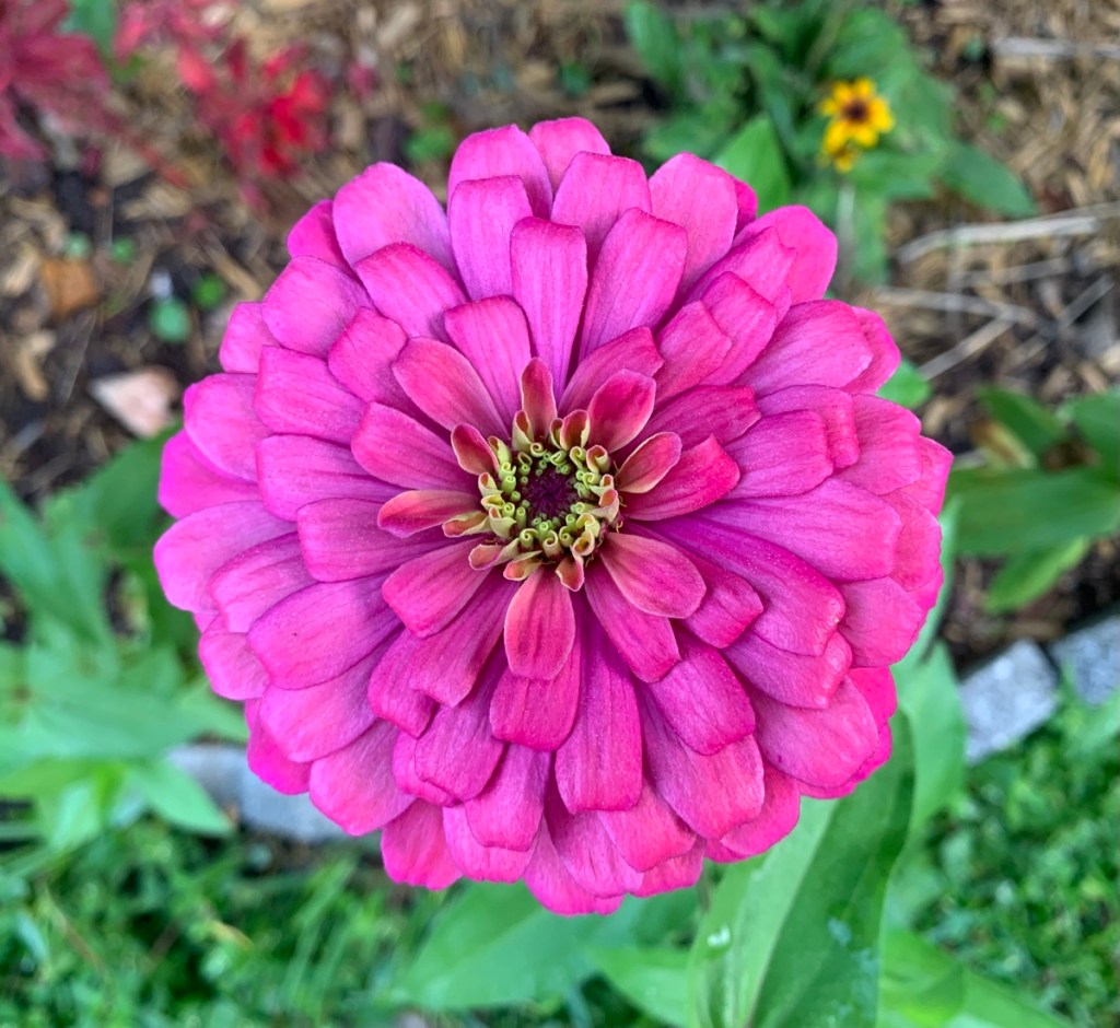 pink zinnia