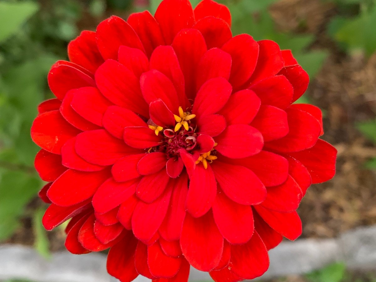 Beautiful Zinnia Flowers Are Useful to&nbsp;Bees
