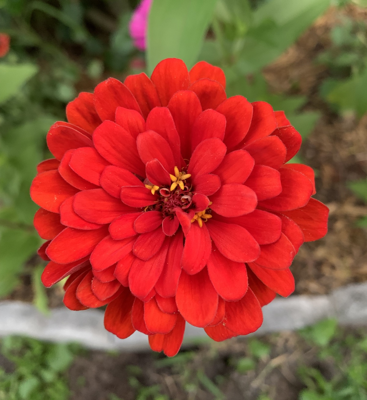 bright red zinnia flower