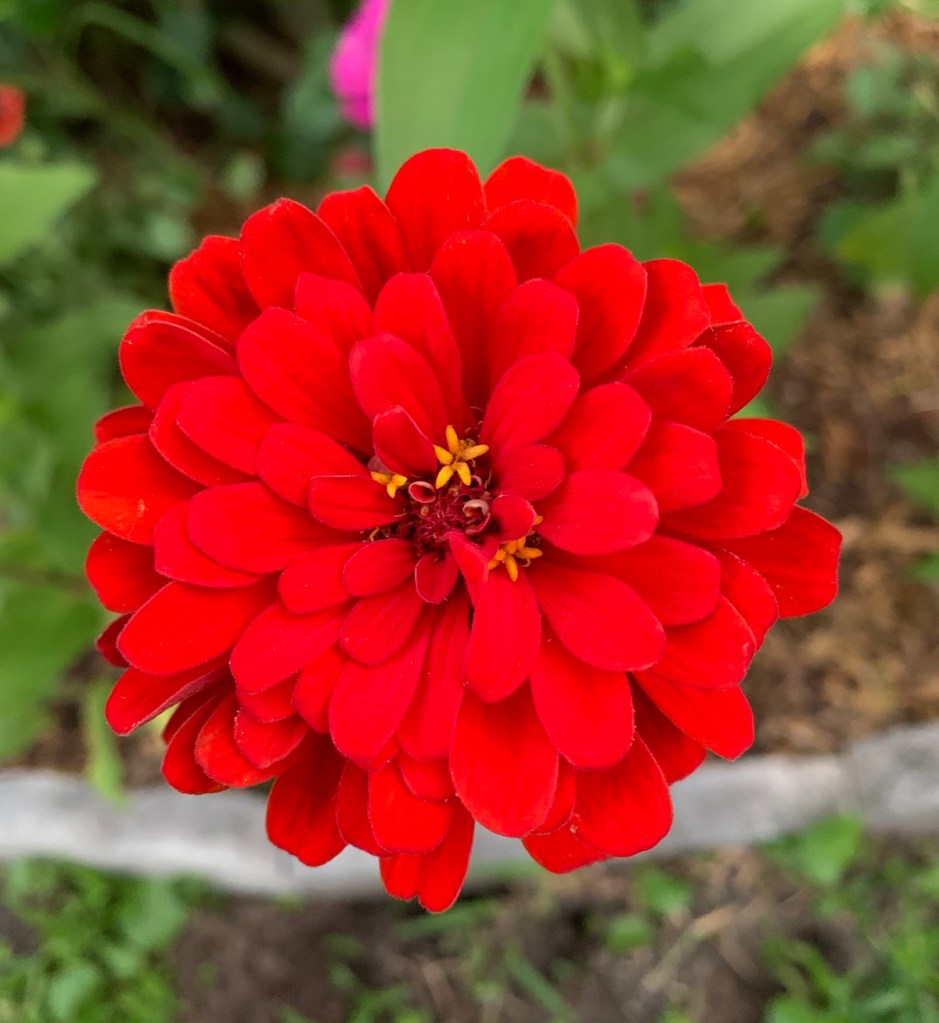 bright red zinnia flower