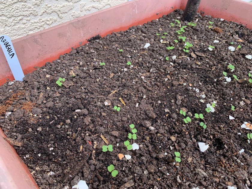 arugula seedlings in grow box
