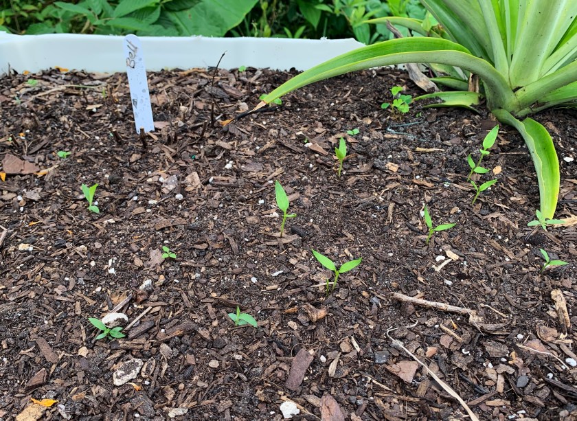 Bell pepper seedlings