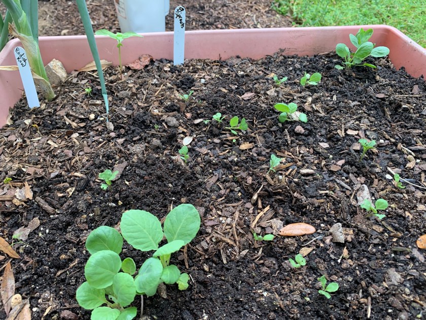 Brussel sprouts seedlings