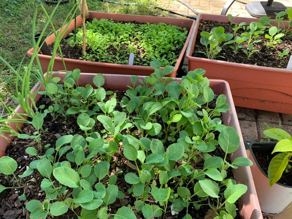 grow boxes with seedlings