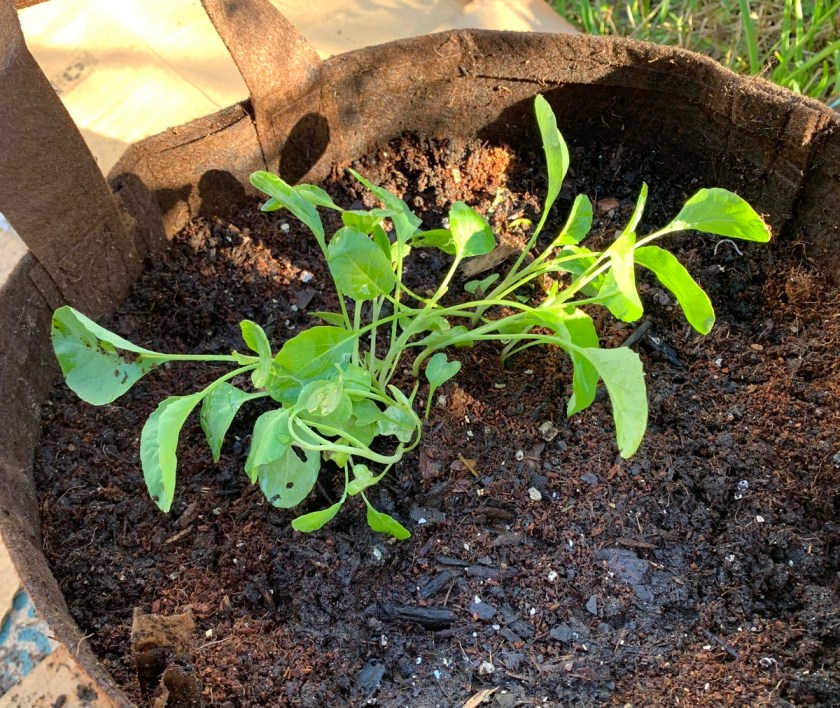 cauliflower in grow bag