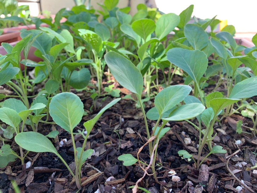 Snowball cauliflower seedlings