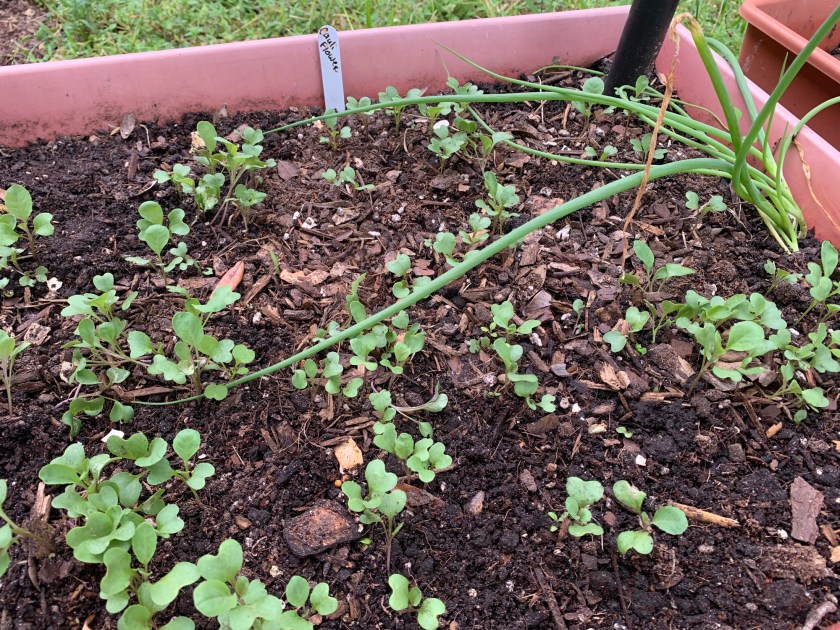cauliflower seedlings