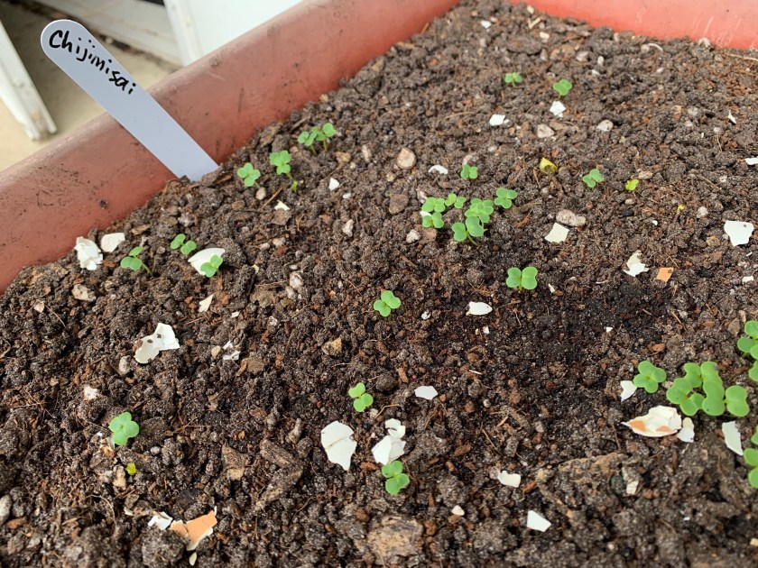 Chijimisai seedlings
