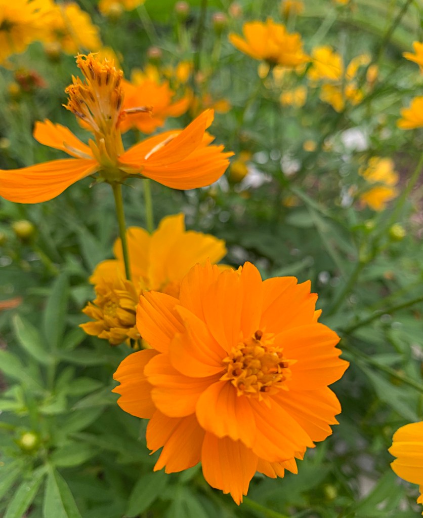 orange cosmos flowers