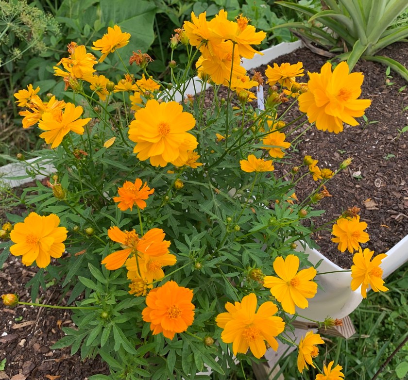 yellow cosmos plant