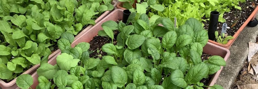 greens growing raised beds