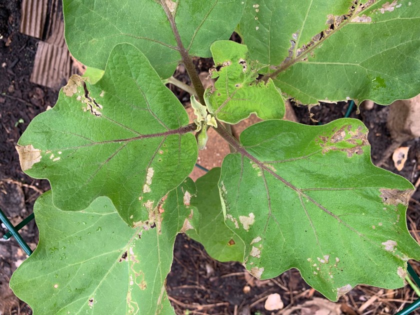 Rosita eggplant worm problem