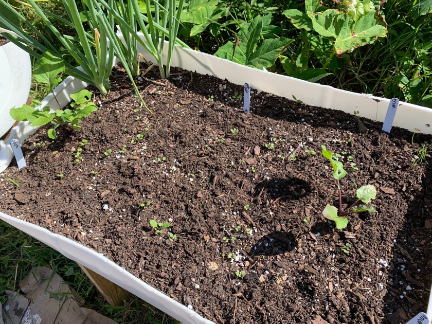 Hon Tsai broccoli seedlings