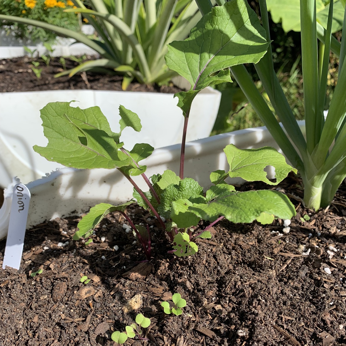 Fall Garden: Growing Hon Tsai Tai Flower&nbsp;Broccoli