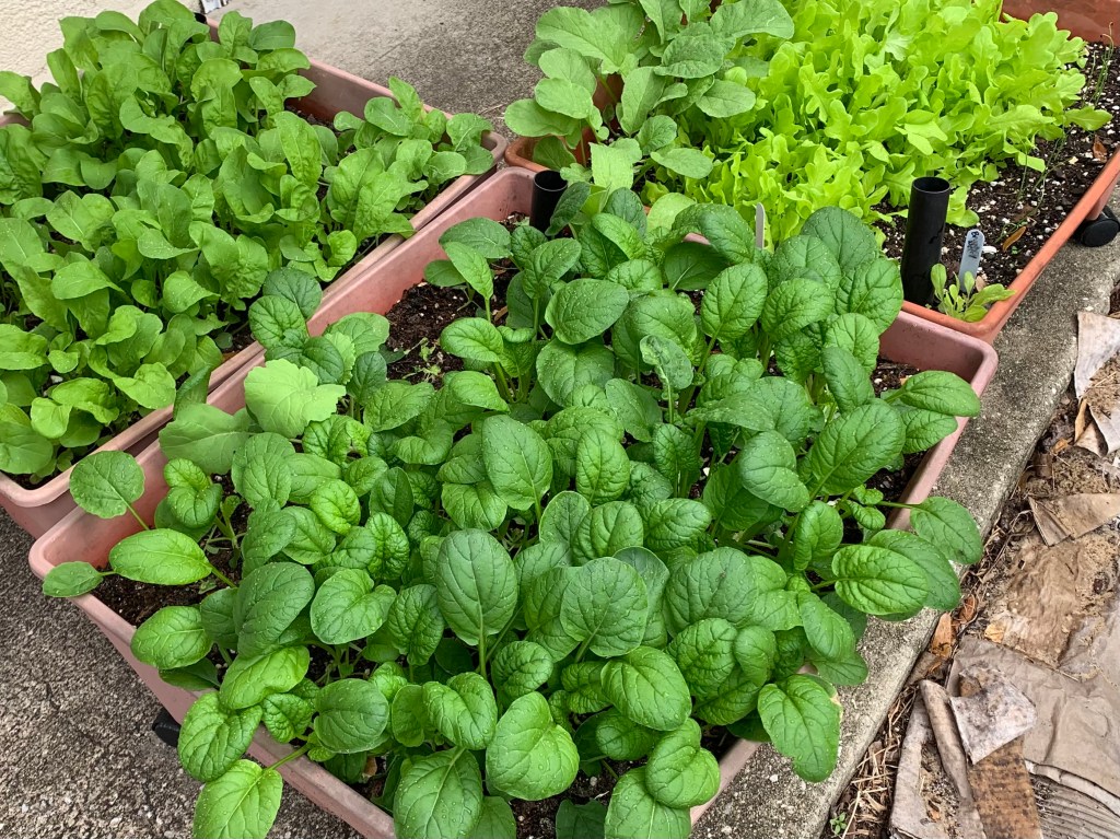 greens growing raised beds