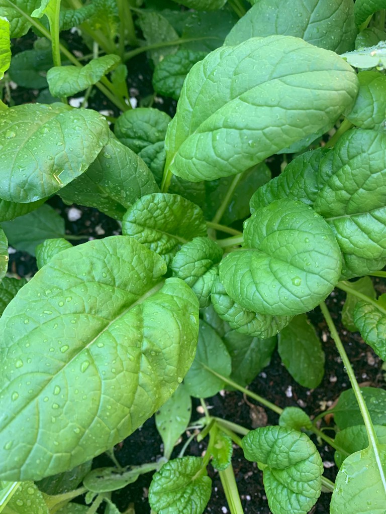 Chijimisai spinach