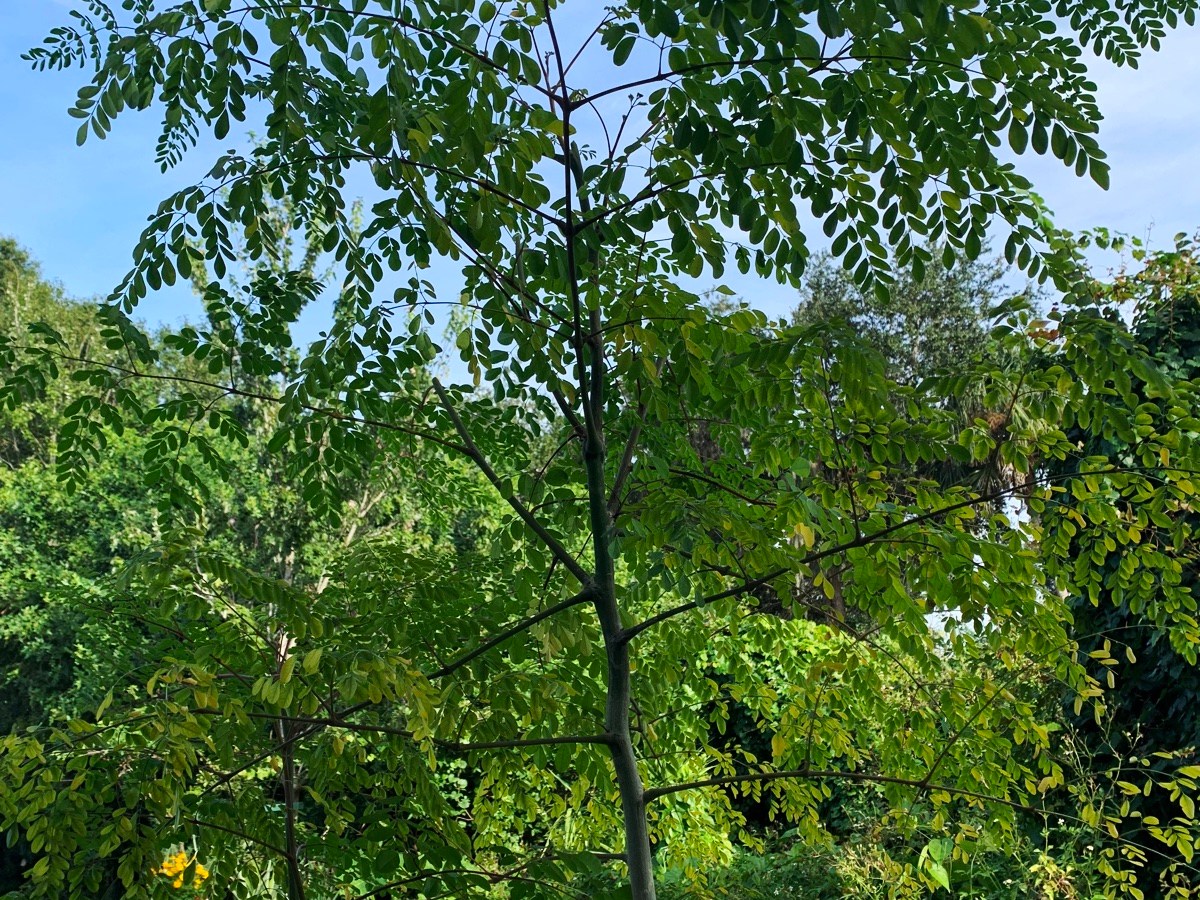 What to Do With the Moringa&nbsp;Tree?