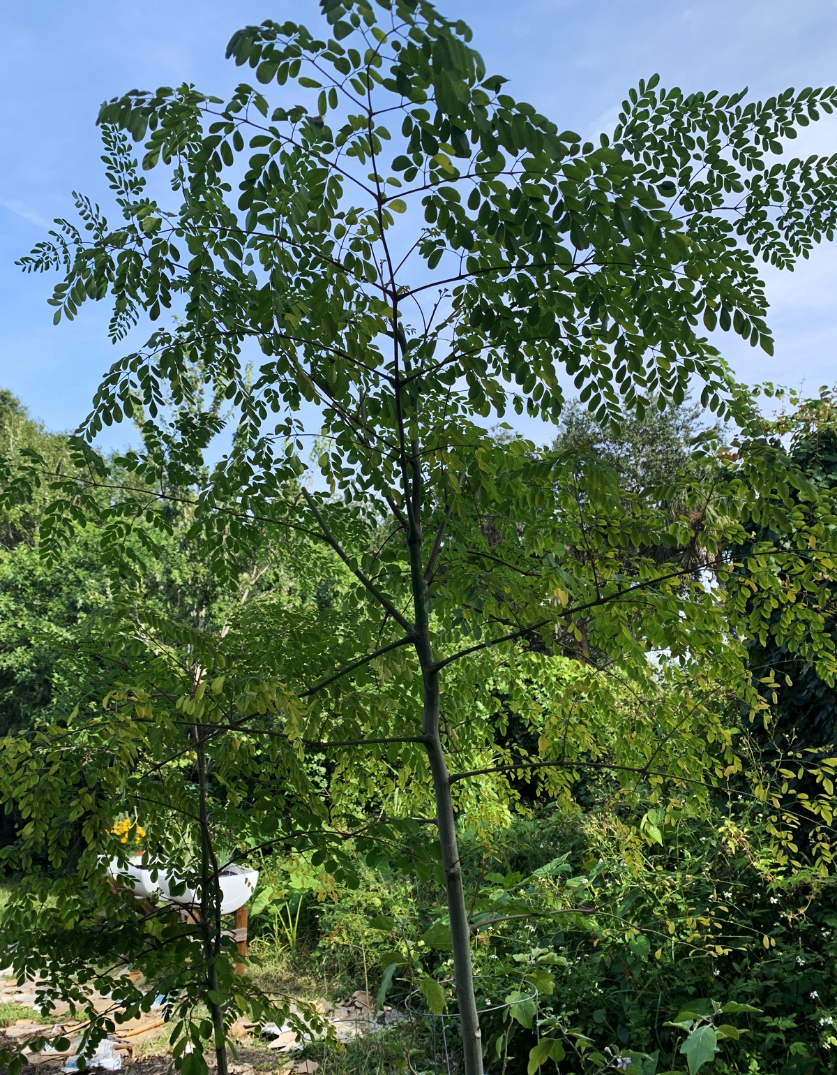 What to Do With the Moringa&nbsp;Tree?