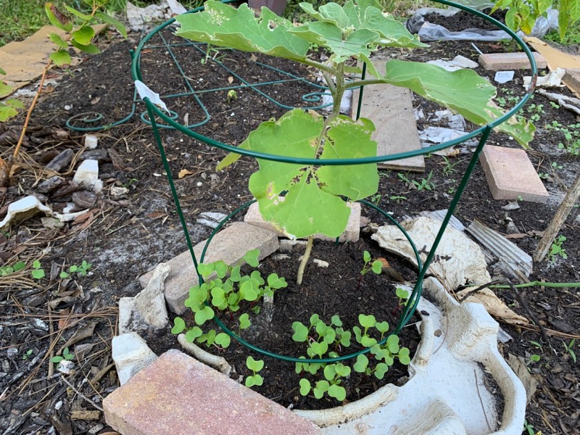 radish growing under an eggplant in the garden