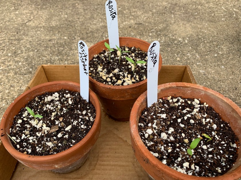 Rosita eggplant clay pots