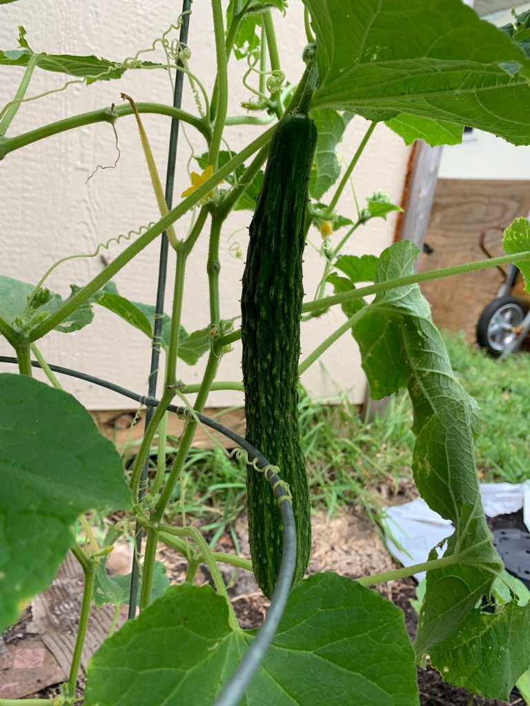 Suyo Long cucumber on the vine