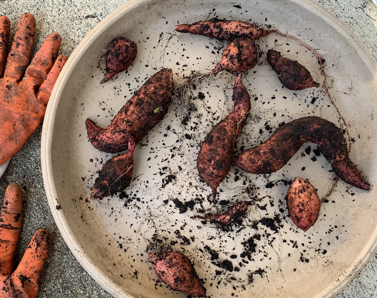 harvested sweet potatoes