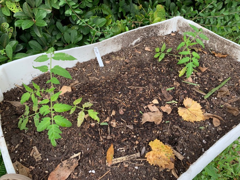 tomato plants in raised bed